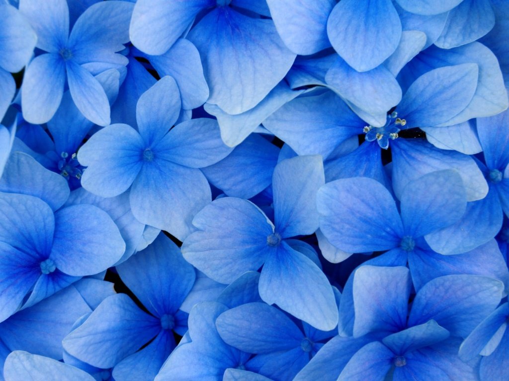 Обои цветы, лепестки, голубая, flowers, petals, blue разрешение 2560x1600 Загрузить