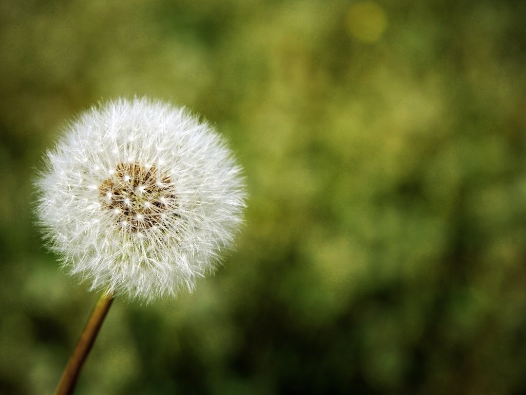 Обои природа, цветок, одуванчик, nature, flower, dandelion разрешение 1920x1200 Загрузить