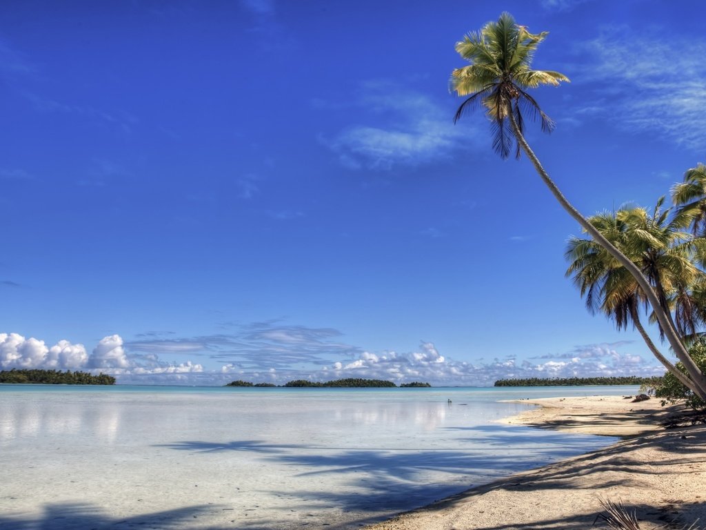 Обои берег, пляж, пальма, остров, рай, shore, beach, palma, island, paradise разрешение 1920x1200 Загрузить