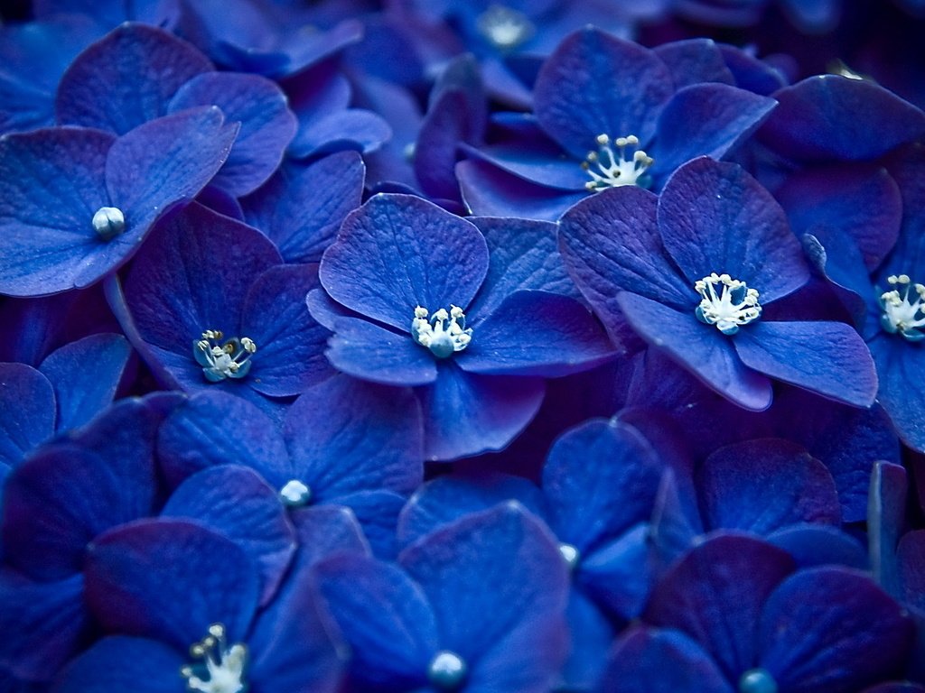 Обои цветы, синий, лепестки, бутон, соцветие, гортензия, flowers, blue, petals, bud, inflorescence, hydrangea разрешение 1920x1080 Загрузить