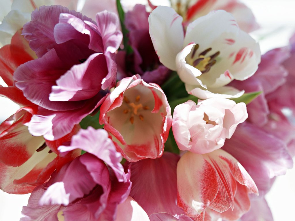 Обои весна, букет, тюльпан, 8 марта, spring, bouquet, tulip, march 8 разрешение 1920x1200 Загрузить