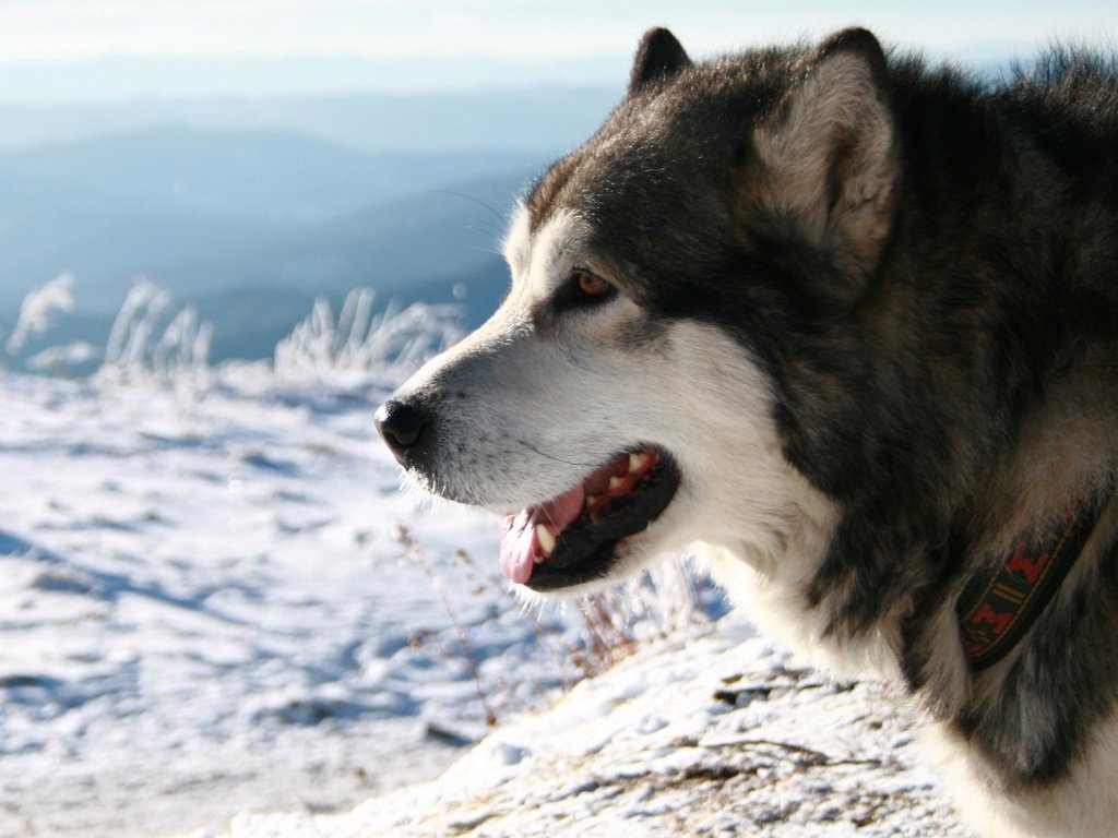 Обои снег, хаски, ошейник, аляскинский маламут, snow, husky, collar, alaskan malamute разрешение 2560x1600 Загрузить