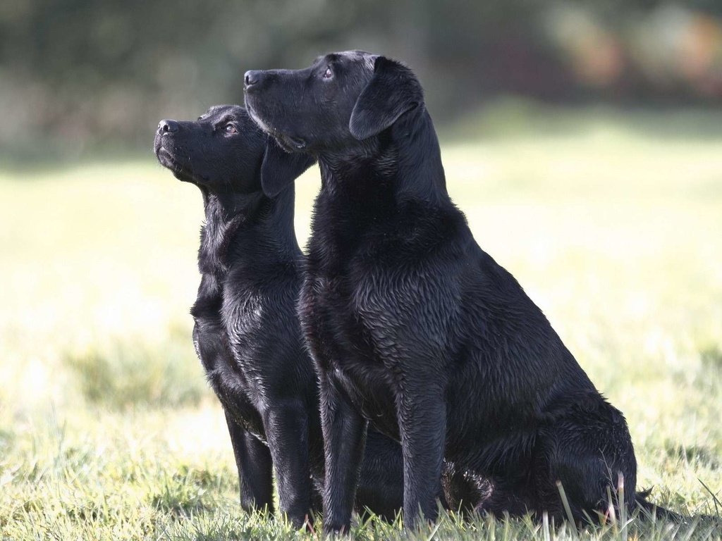 Обои трава, чёрные, лабрадор, собаки, сидят, две собаки, grass, black, labrador, dogs, sitting, two dogs разрешение 1920x1200 Загрузить