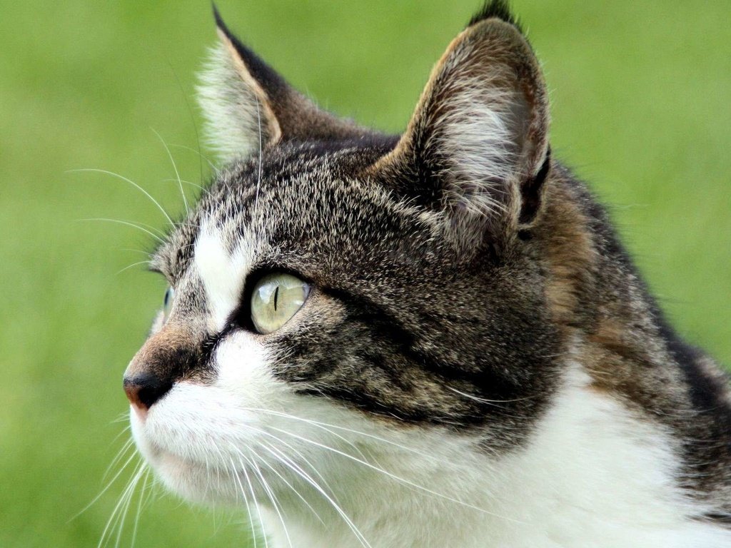 Обои фон, кот, кошка, взгляд, background, cat, look разрешение 1920x1200 Загрузить