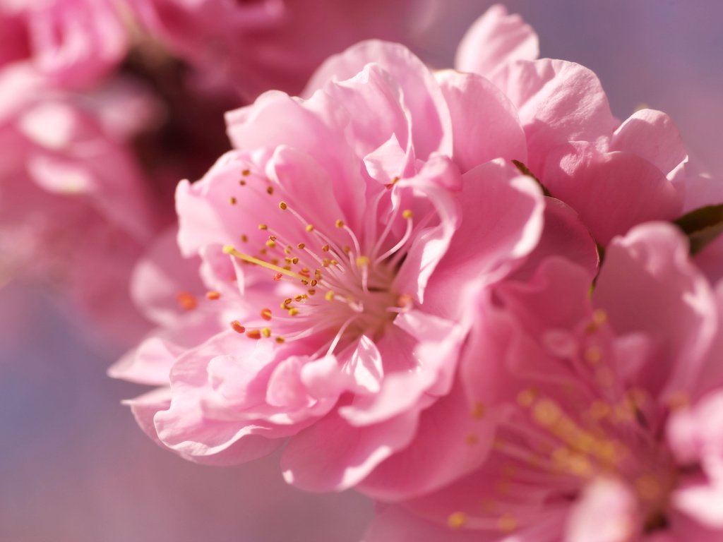 Обои цветы, размытость, розовые, сакура, нежность, rozovyj, cvetok, nezhnost, yarko, ves, розмытость, razmytost, flowers, blur, pink, sakura, tenderness разрешение 4288x2848 Загрузить