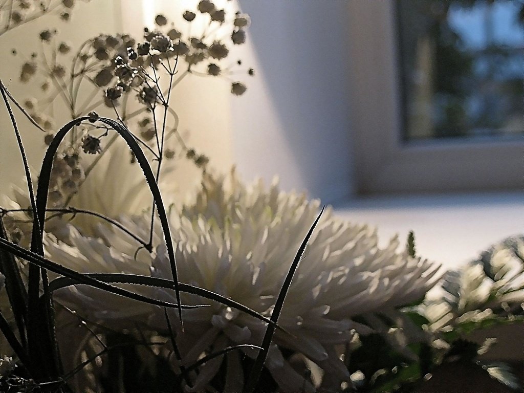 Обои цветы, букет, белые, хризантемы, cvety, belye, buket, xrizantemy, flowers, bouquet, white, chrysanthemum разрешение 1920x1440 Загрузить