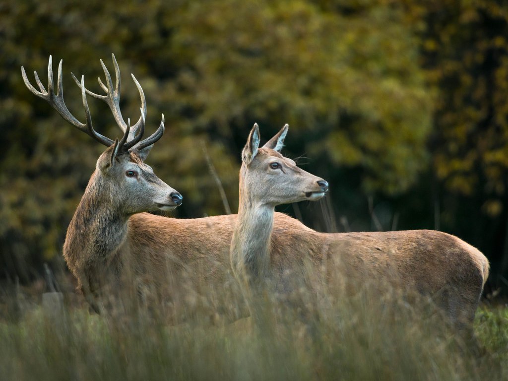 Обои лес, пара, рога, олени, опушка, forest, pair, horns, deer, the edge разрешение 2048x1367 Загрузить