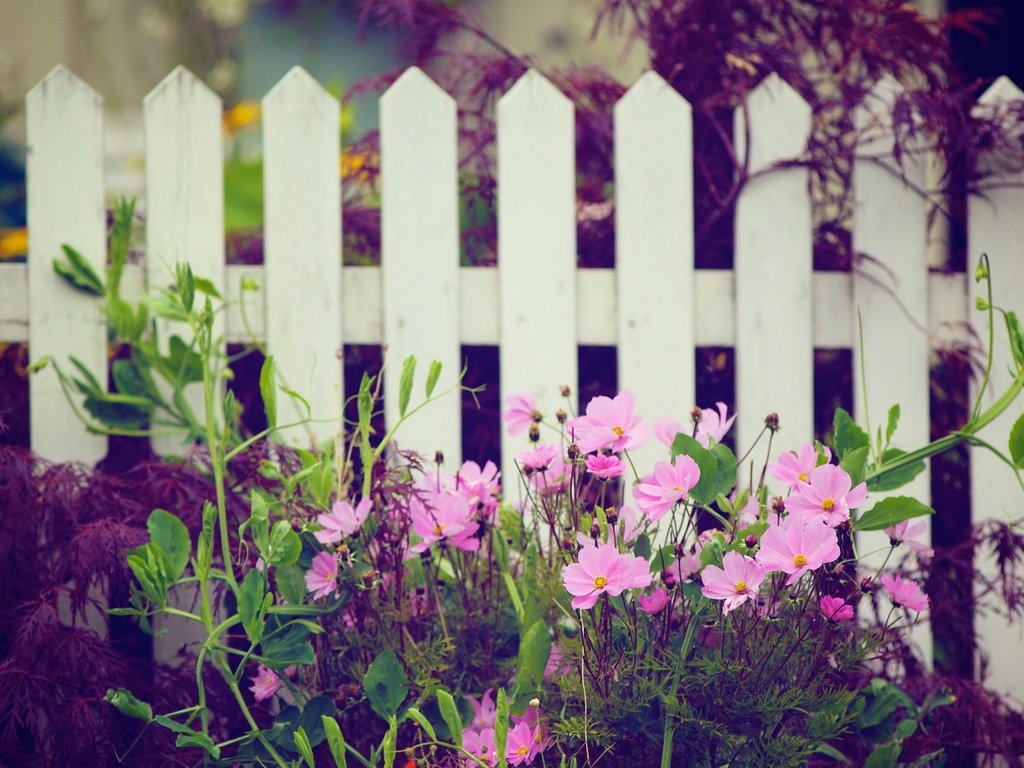 Обои цветы, природа, забор, белый, сад, розовые, деревянный, космеи, flowers, nature, the fence, white, garden, pink, wooden, cosmos разрешение 1920x1200 Загрузить