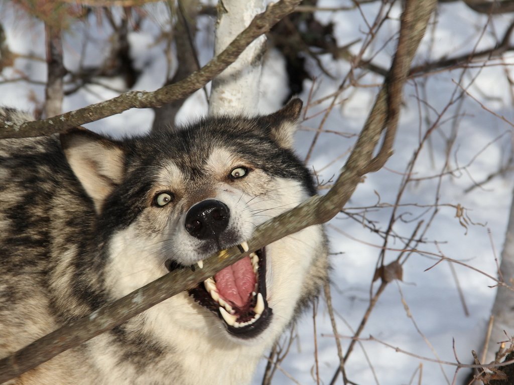 Обои ветка, снег, лес, зима, хищник, зубы, оскал, волк, branch, snow, forest, winter, predator, teeth, grin, wolf разрешение 1920x1200 Загрузить