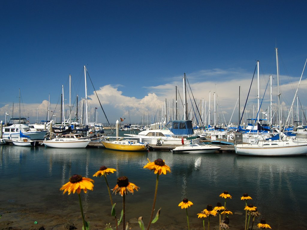 Обои цветы, море, яхты, flowers, sea, yachts разрешение 3872x2592 Загрузить