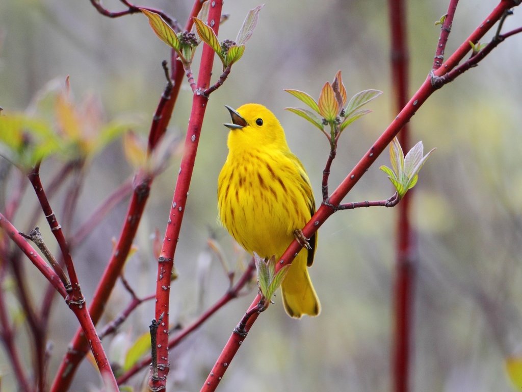 Обои ветка, природа, птицы, птица, птичка, жёлтая, желтая славка, branch, nature, birds, bird, yellow, yellow warbler разрешение 2150x1390 Загрузить