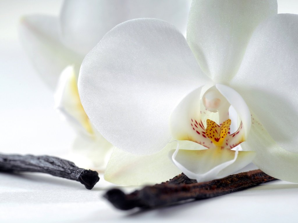 Обои цветок, лепестки, орхидея, flower, petals, orchid разрешение 2560x1600 Загрузить