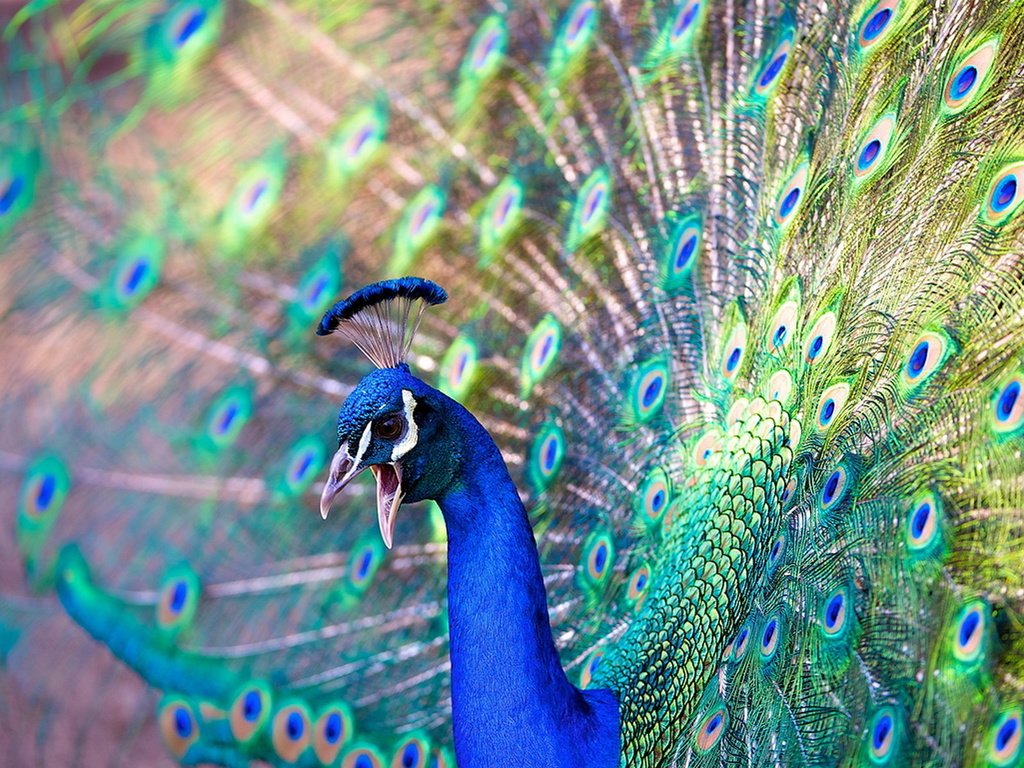 Обои красота, птица, павлин, beauty, bird, peacock разрешение 1920x1200 Загрузить