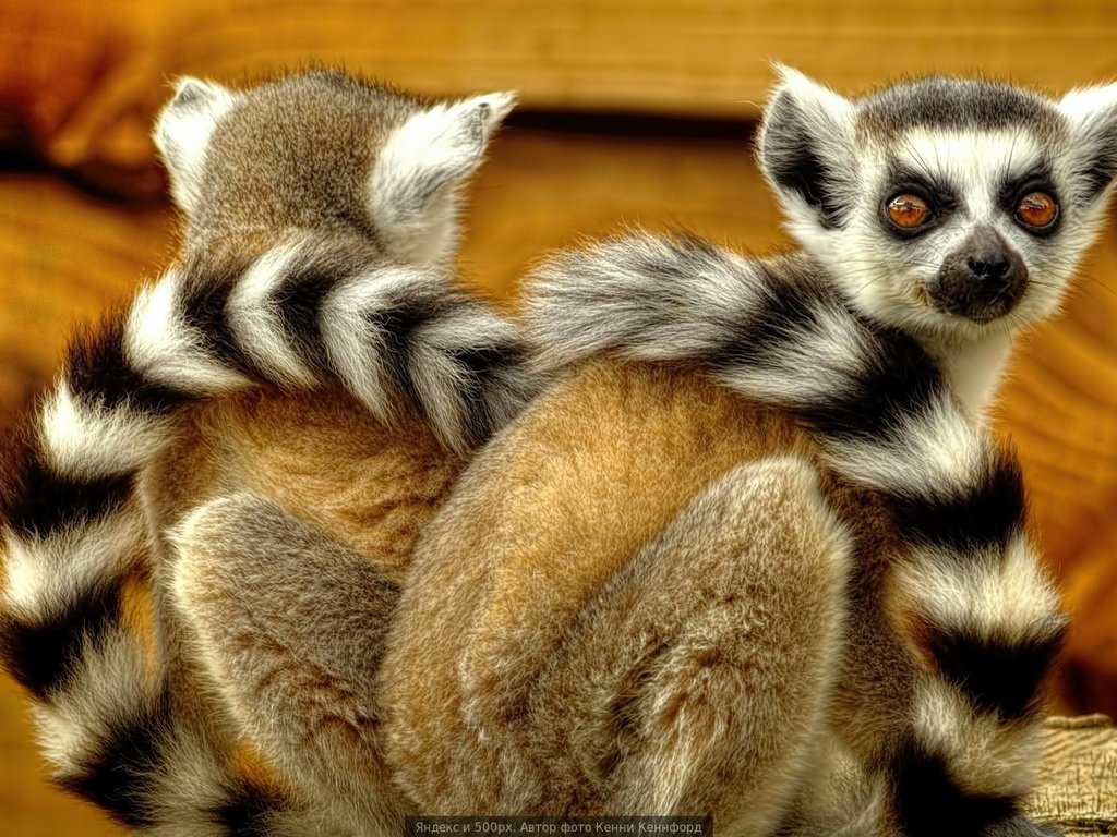 Обои лемуры, лемур, спина к спине, кошачий лемур, катта, lemurs, lemur, back to back, a ring-tailed lemur, katta разрешение 1920x1080 Загрузить