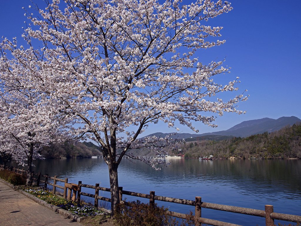 Обои река, пейзаж, япония, весна, сакура, river, landscape, japan, spring, sakura разрешение 1920x1200 Загрузить