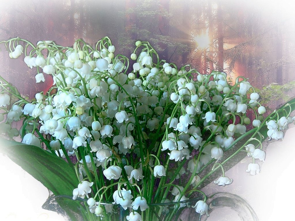 Обои белый, ландыши, весна, букет, white, lilies of the valley, spring, bouquet разрешение 1920x1200 Загрузить