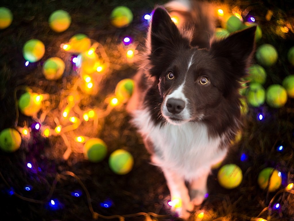 Обои собака, праздник, гирлянда, бордер-колли, dog, holiday, garland, the border collie разрешение 1920x1200 Загрузить