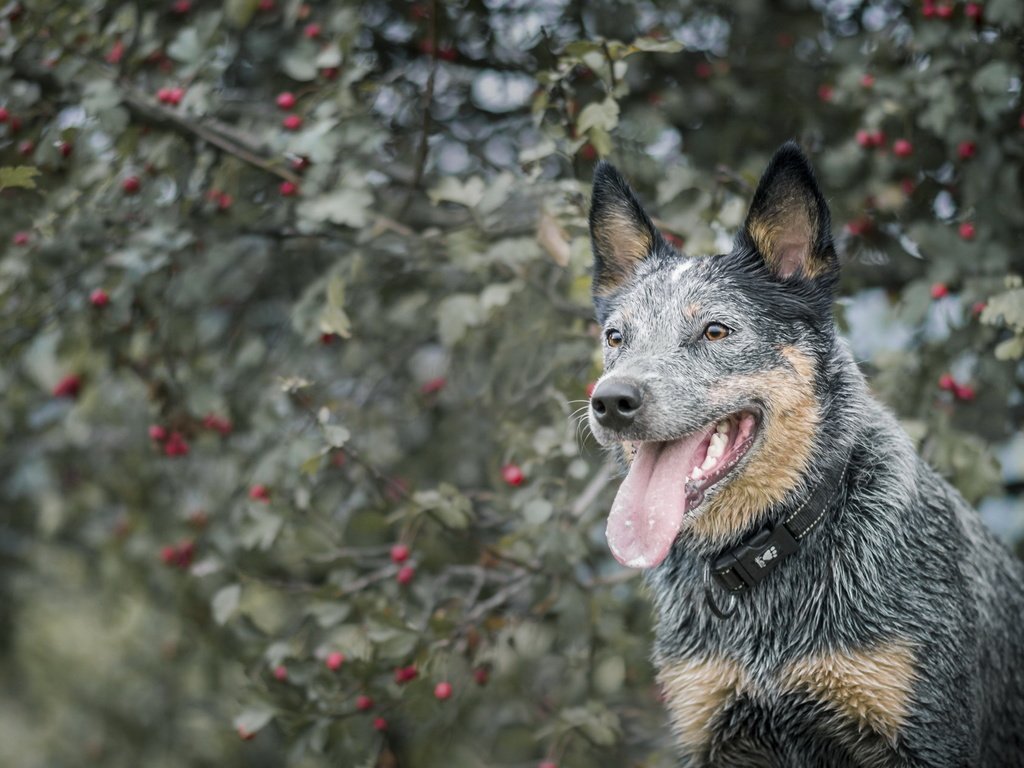 Обои взгляд, собака, язык, австралийская пастушья, look, dog, language, australian cattle разрешение 2047x1276 Загрузить