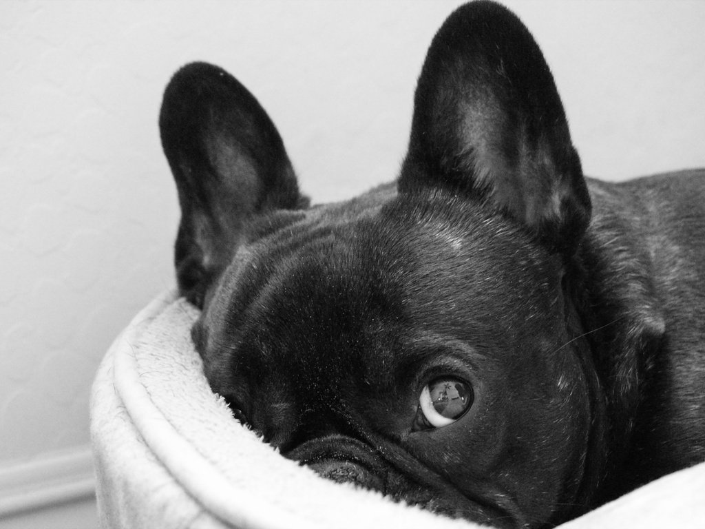 Обои черный, собака, французский бульдог, black, dog, french bulldog разрешение 2560x1600 Загрузить