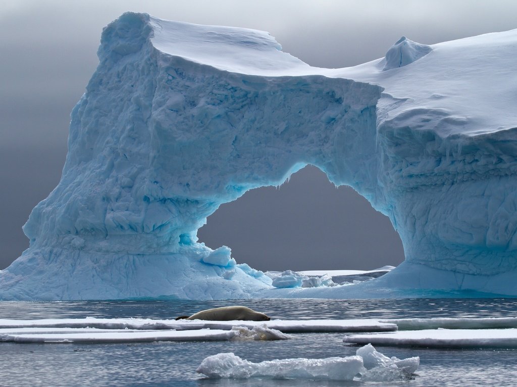 Обои море, лёд, айсберг, животное, арка, антарктида, тюлень, crabeater seal, petermann island, sea, ice, iceberg, animal, arch, antarctica, seal разрешение 2048x1358 Загрузить