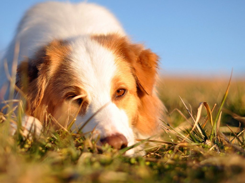 Обои трава, мордочка, взгляд, собака, австралийская овчарка, grass, muzzle, look, dog, australian shepherd разрешение 1920x1200 Загрузить