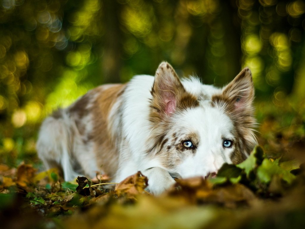 Обои листья, мордочка, взгляд, собака, бордер-колли, leaves, muzzle, look, dog, the border collie разрешение 2560x1600 Загрузить