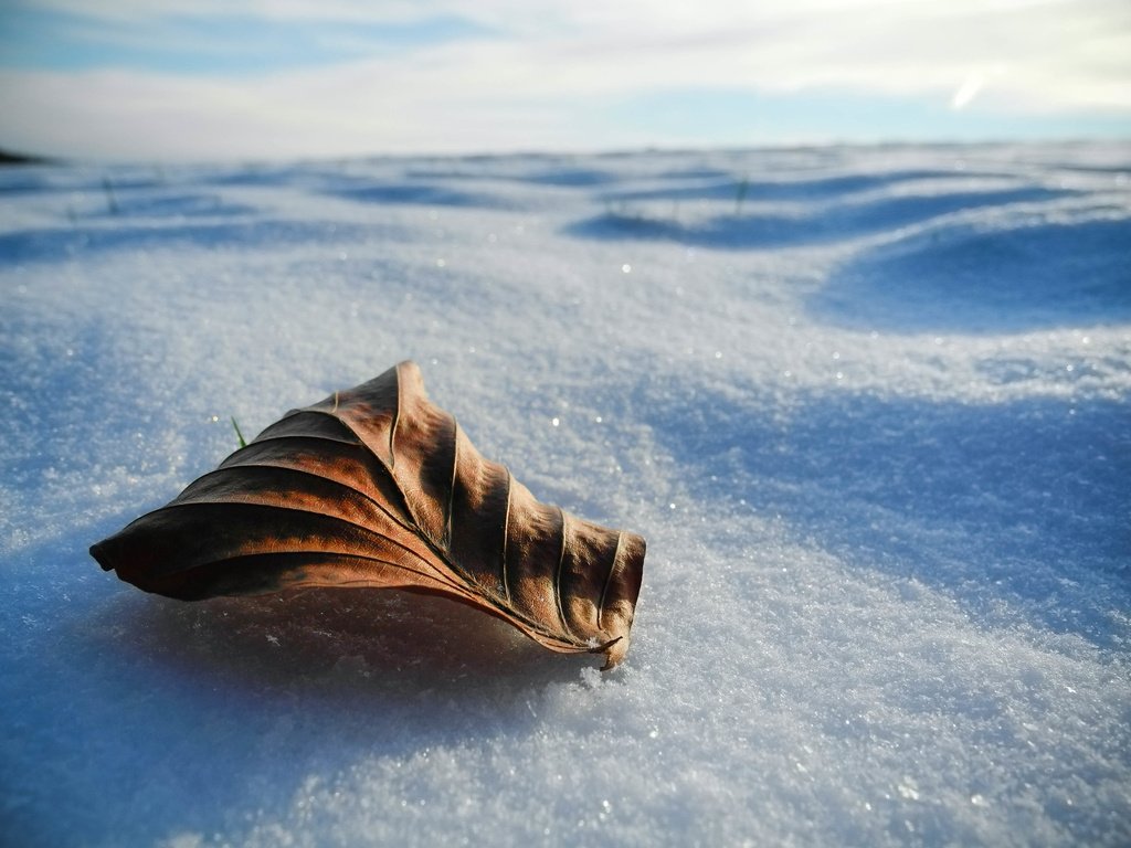 Обои снег, природа, зима, макро, лист, snow, nature, winter, macro, sheet разрешение 3648x2736 Загрузить