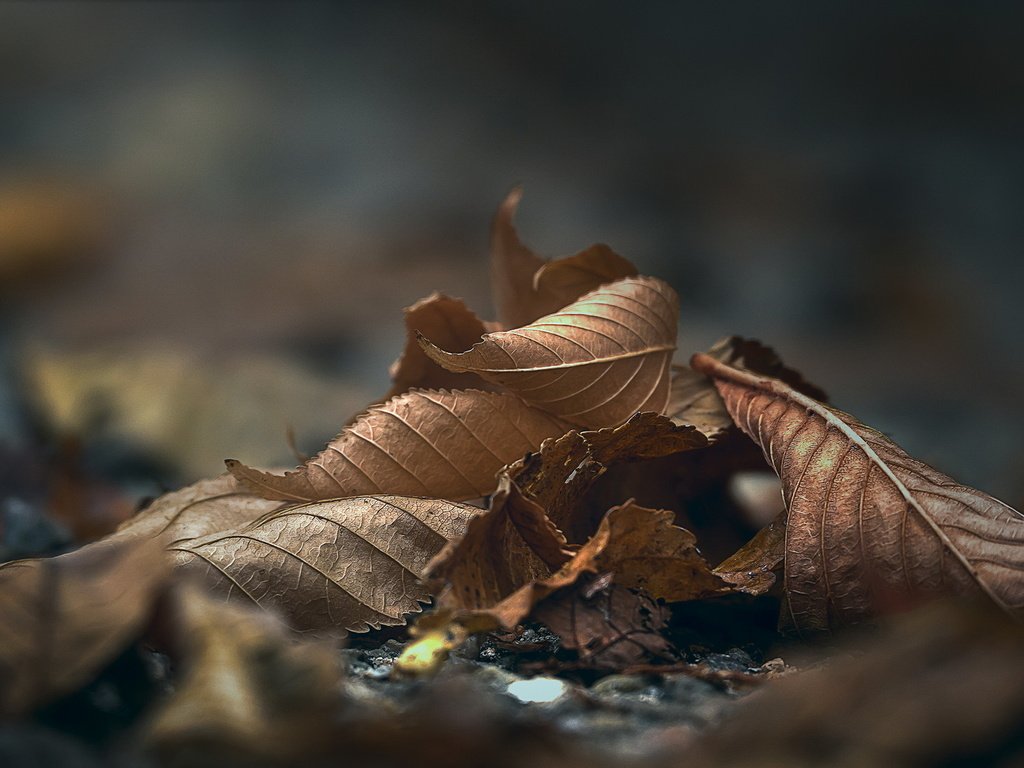 Обои природа, листья, макро, осень, nature, leaves, macro, autumn разрешение 2036x1091 Загрузить