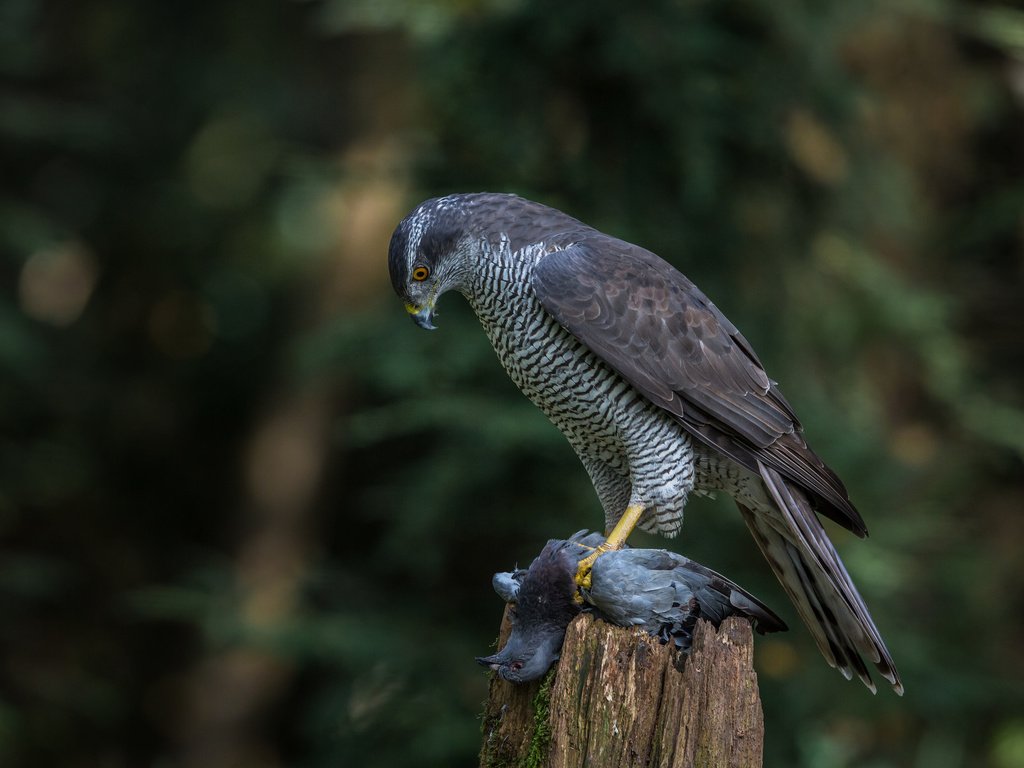 Обои природа, птица, добыча, ястреб, хищная, ястреб-тетеревятник, nature, bird, mining, hawk, predatory, goshawk разрешение 2048x1365 Загрузить