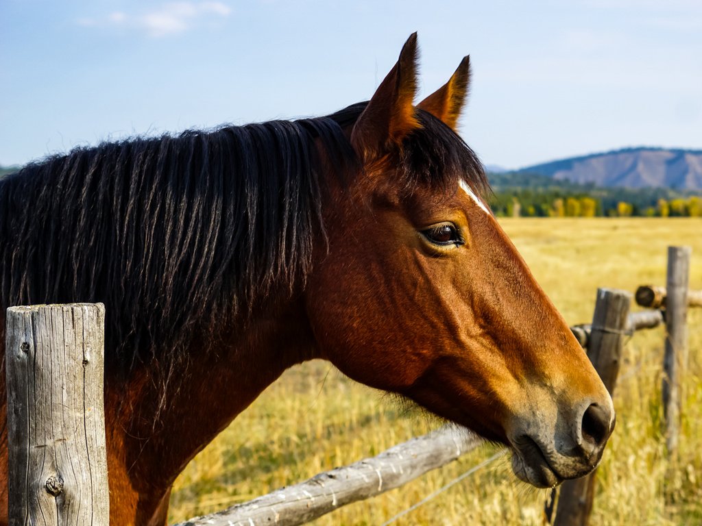 Обои лошадь, природа, забор, horse, nature, the fence разрешение 2040x1632 Загрузить