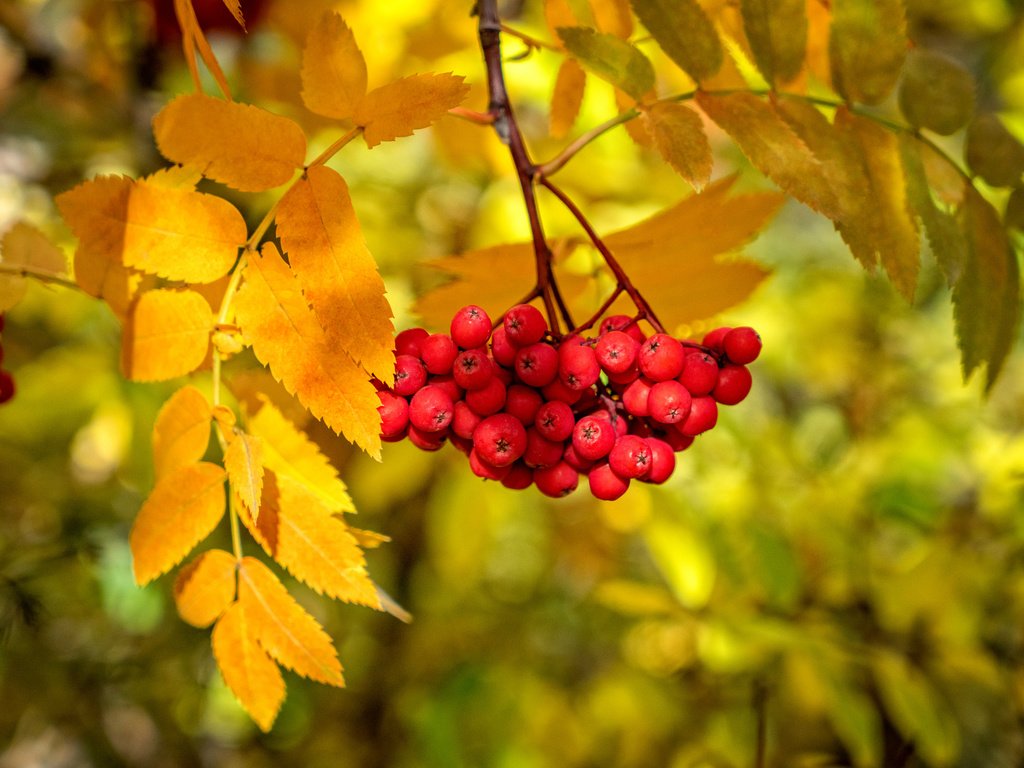 Обои ветка, листья, краски, осень, ягоды, рябина, branch, leaves, paint, autumn, berries, rowan разрешение 2048x1365 Загрузить