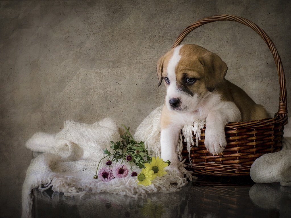 Обои цветы, собака, щенок, flowers, dog, puppy разрешение 2880x1908 Загрузить