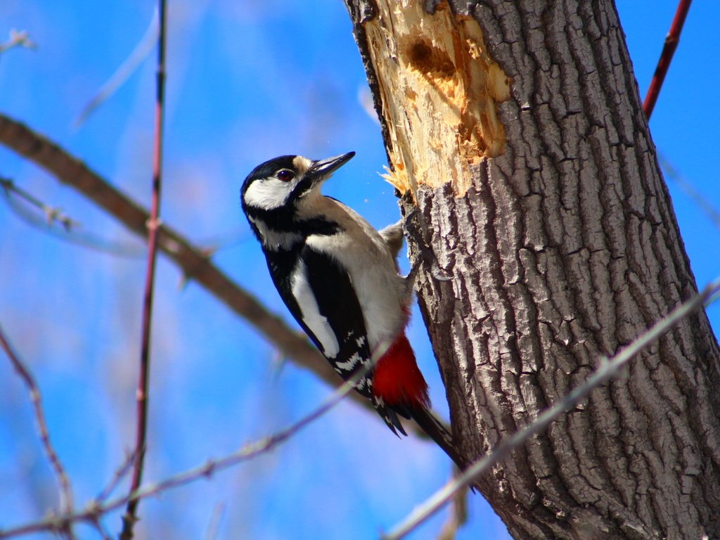 Обои дерево, птица, дятел, tree, bird, woodpecker разрешение 1920x1280 Загрузить