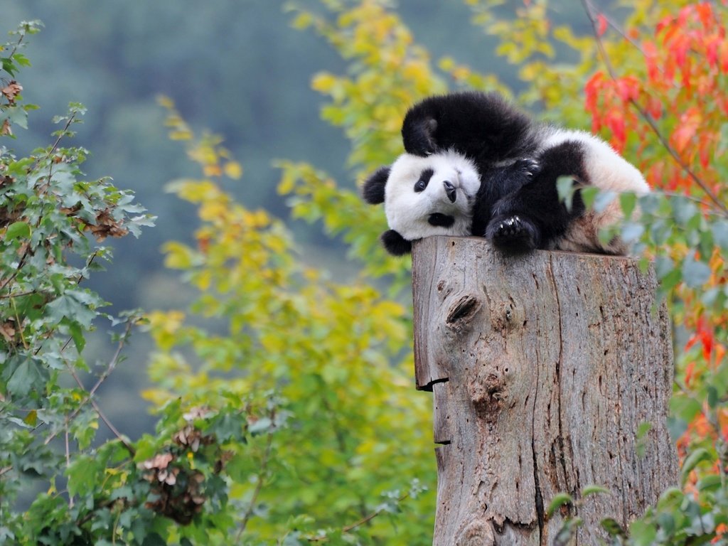 Обои панда, малыш, медвежонок, panda, baby, bear разрешение 2300x1440 Загрузить