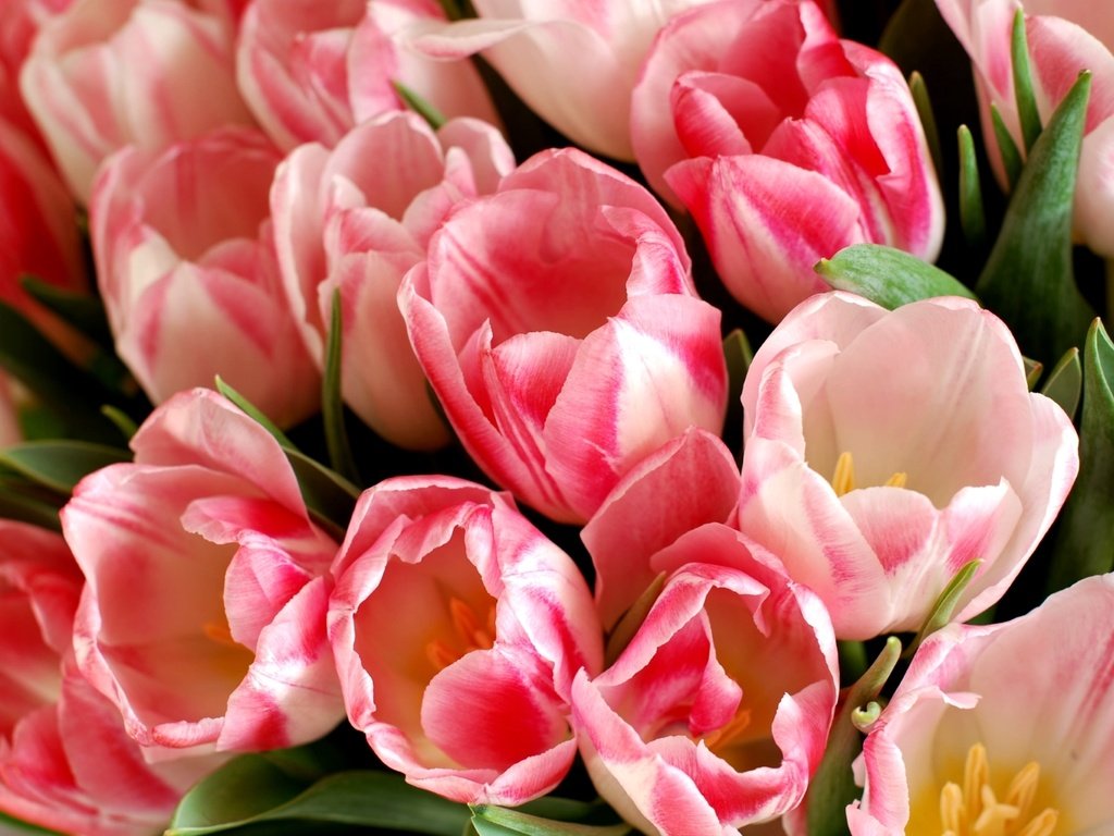 Обои бутоны, макро, тюльпаны, buds, macro, tulips разрешение 1920x1286 Загрузить