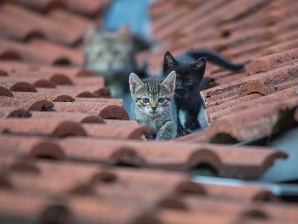Обои глаза, взгляд, кошки, крыша, котята, eyes, look, cats, roof, kittens разрешение 1920x1200 Загрузить