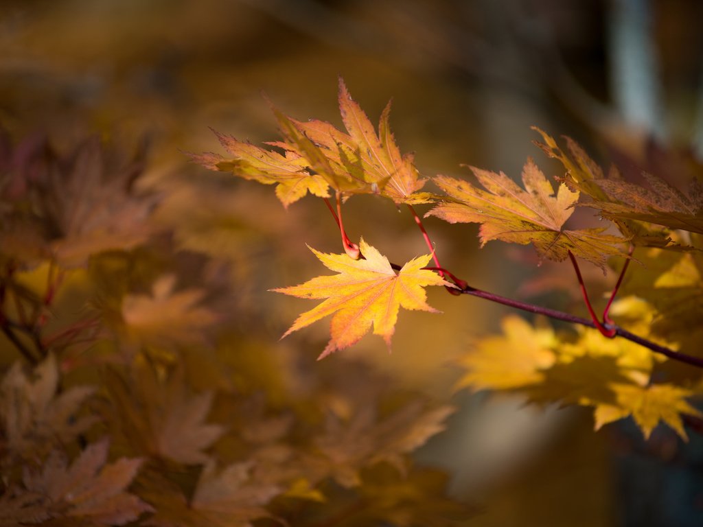 Обои природа, листья, осень, nature, leaves, autumn разрешение 2048x1367 Загрузить