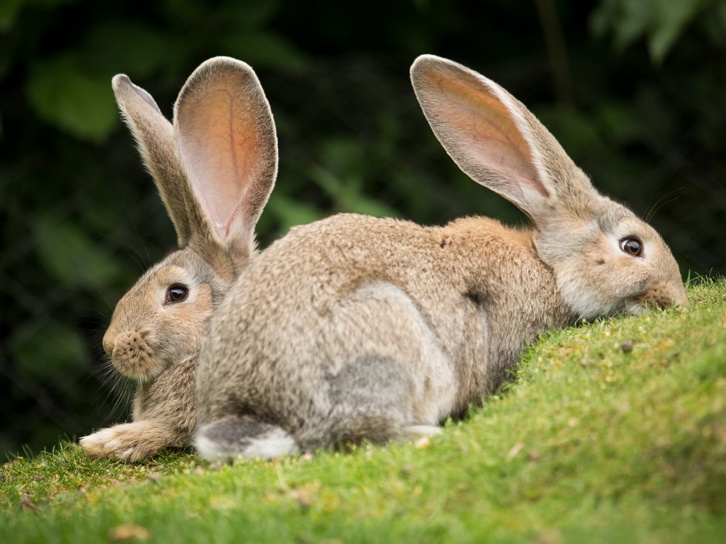 Обои трава, пара, кролики, grass, pair, rabbits разрешение 5184x3456 Загрузить