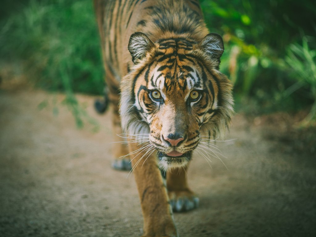 Обои тигр, хищник, животное, tiger, predator, animal разрешение 2048x1365 Загрузить