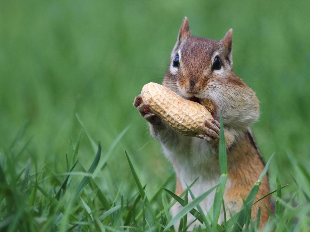 Обои орех, арахис, бурундук, грызун, щёки, walnut, peanuts, chipmunk, rodent, cheeks разрешение 1920x1200 Загрузить