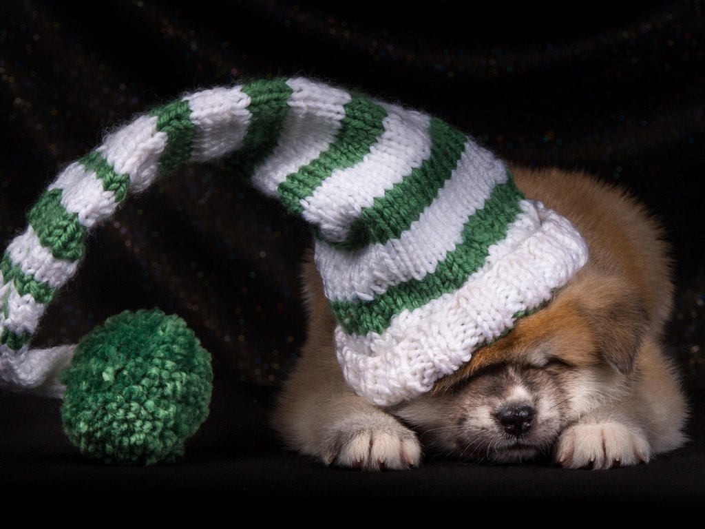 Обои щенок, шапка, японская акита, puppy, hat, japanese akita разрешение 2600x1730 Загрузить