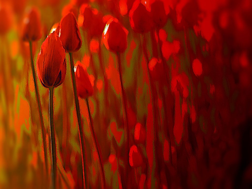 Обои цветы, фон, тюльпаны, flowers, background, tulips разрешение 2048x1368 Загрузить