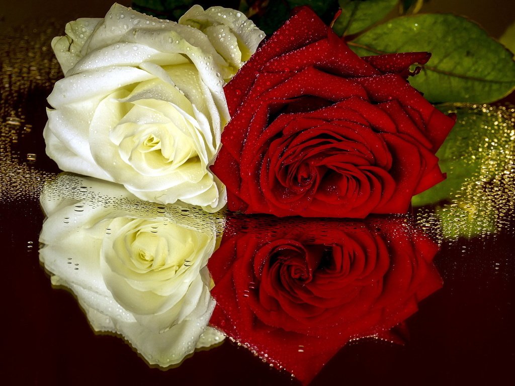 Обои цветы, капли, розы, разные, flowers, drops, roses, different разрешение 2048x1316 Загрузить