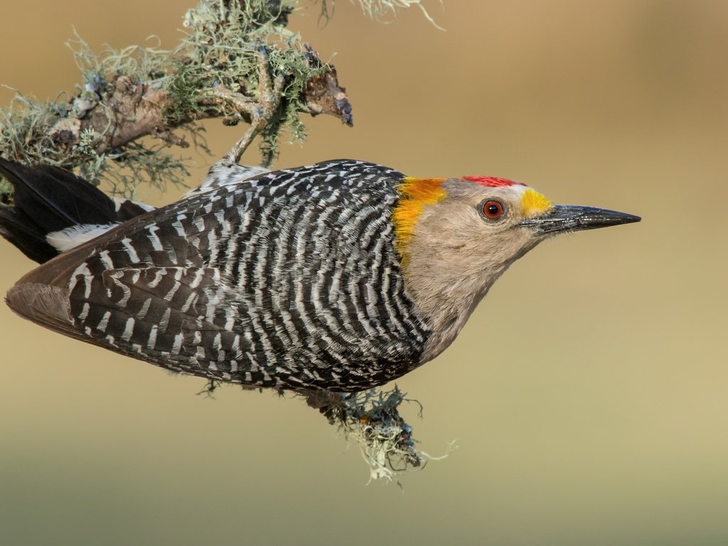 Обои птицы, дятел, золотолобый меланерпес, birds, woodpecker, zolotoy melanerpes разрешение 3840x2388 Загрузить