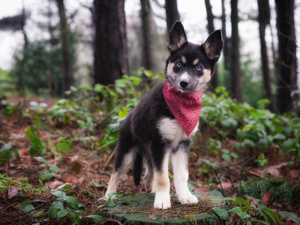 Обои природа, взгляд, собака, щенок, хаски, платок, nature, look, dog, puppy, husky, shawl разрешение 1920x1282 Загрузить