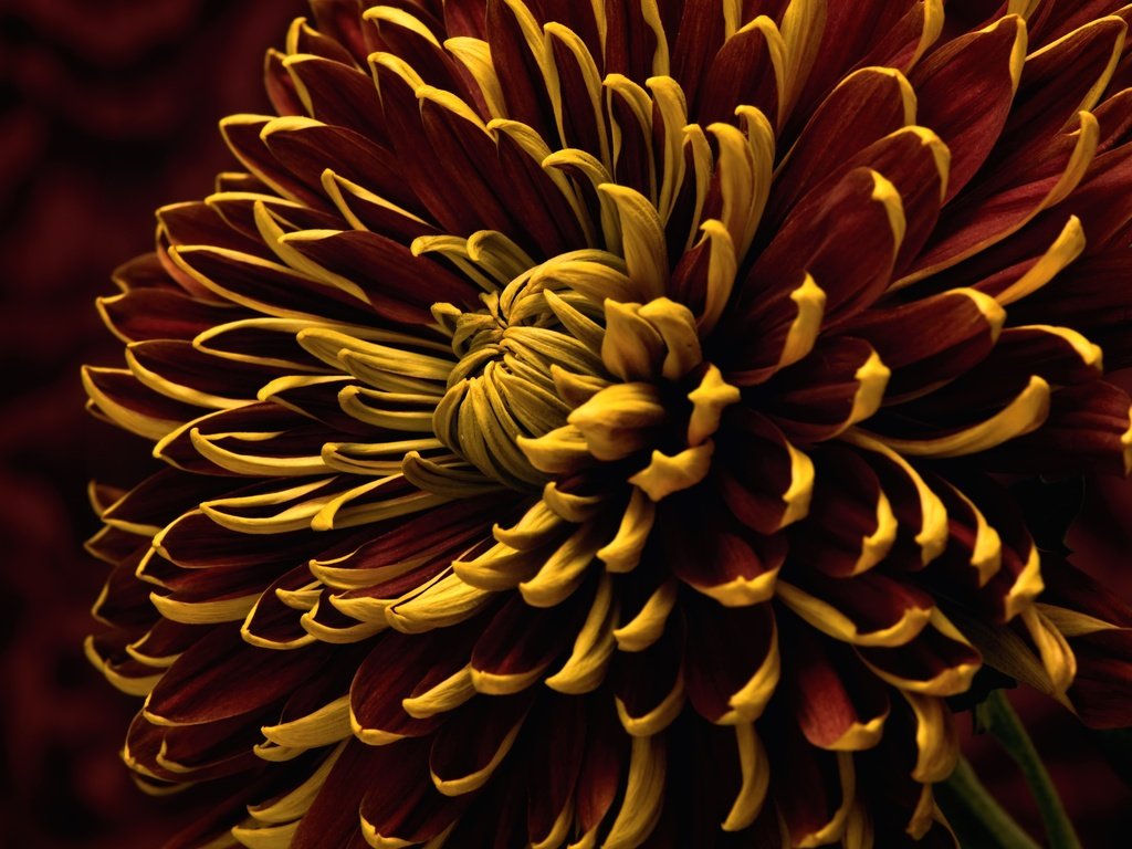 Обои макро, цветок, лепестки, хризантема, macro, flower, petals, chrysanthemum разрешение 3000x2006 Загрузить