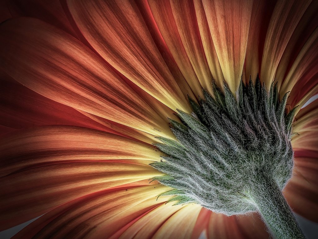 Обои макро, цветок, лепестки, гербера, macro, flower, petals, gerbera разрешение 2048x1830 Загрузить