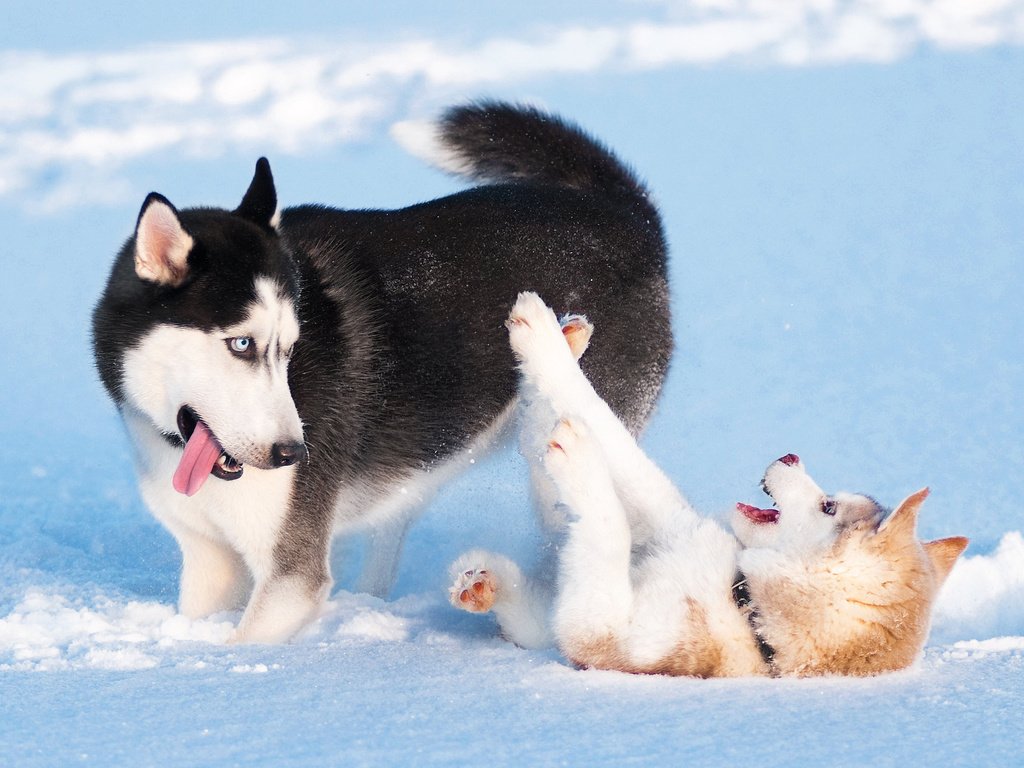 Обои снег, зима, игра, хаски, щенки, собаки, сибирский хаски, snow, winter, the game, husky, puppies, dogs, siberian husky разрешение 2048x1360 Загрузить