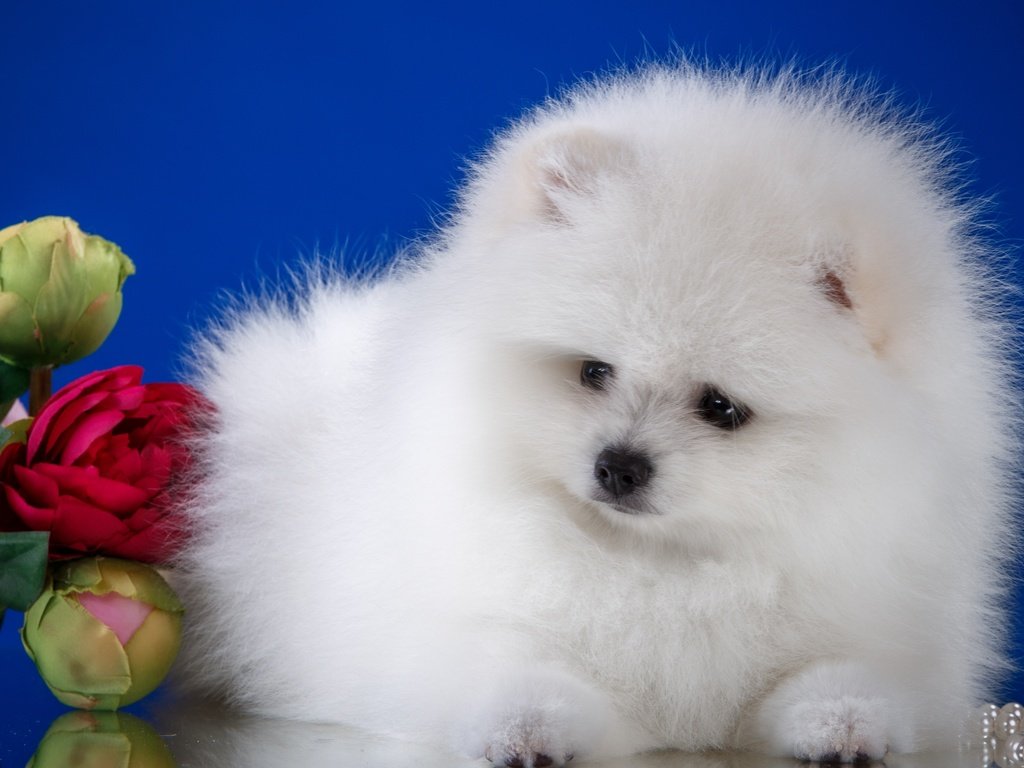 Обои цветы, пушистый, белый, собака, щенок, шпиц, flowers, fluffy, white, dog, puppy, spitz разрешение 3000x1957 Загрузить