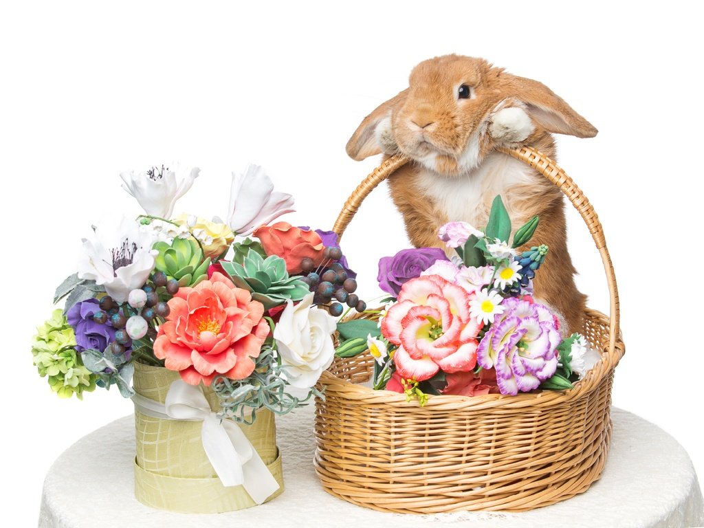 Обои цветы, корзина, кролик, пасха, букеты, flowers, basket, rabbit, easter, bouquets разрешение 5490x3660 Загрузить